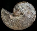 Excellent Hoploscaphites Ammonite - South Dakota #6129-3